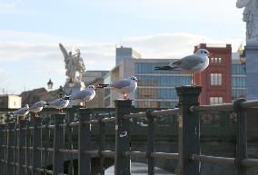 GERMANY-BERLIN-BLACK-HEADED GULLS