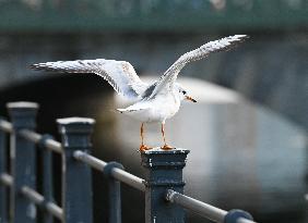 GERMANY-BERLIN-BLACK-HEADED GULLS