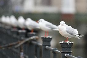 GERMANY-BERLIN-BLACK-HEADED GULLS