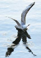 GERMANY-BERLIN-BLACK-HEADED GULLS