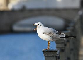 GERMANY-BERLIN-BLACK-HEADED GULLS