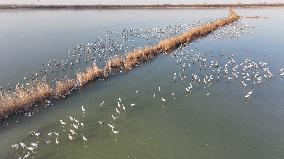 CHINA-HEBEI-HENGSHUI-HENGSHUI LAKE-BIRD MIGRATION (CN)