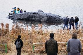 Stray whale in Osaka dies