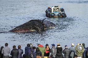 Stray whale in Osaka dies