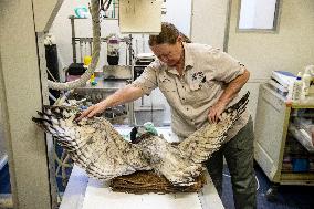 SOUTH AFRICA-JOHANNESBURG-ZOO-HEALTH CHECK