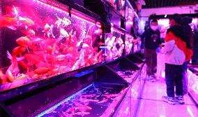 CHINA-LIAONING-ORNAMENTAL FISH (CN)