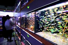 CHINA-LIAONING-ORNAMENTAL FISH (CN)