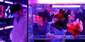 CHINA-LIAONING-ORNAMENTAL FISH (CN)