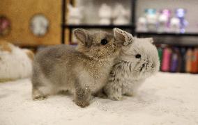 CHINA-LIAONING-SHENYANG-RABBIT CAFE (CN)