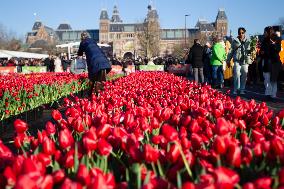 NETHERLANDS-AMSTERDAM-TULIP DAY