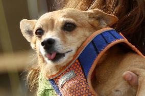 PAKISTAN-ISLAMABAD-DOG SHOW