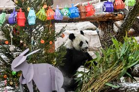 RUSSIA-MOSCOW-GIANT PANDAS-LUNAR NEW YEAR-CELEBRATION