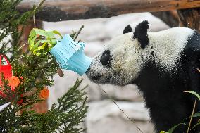 RUSSIA-MOSCOW-GIANT PANDAS-LUNAR NEW YEAR-CELEBRATION