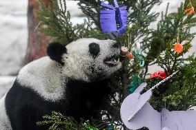 RUSSIA-MOSCOW-GIANT PANDAS-LUNAR NEW YEAR-CELEBRATION