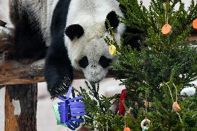 RUSSIA-MOSCOW-GIANT PANDAS-LUNAR NEW YEAR-CELEBRATION