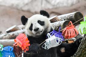 RUSSIA-MOSCOW-GIANT PANDAS-LUNAR NEW YEAR-CELEBRATION