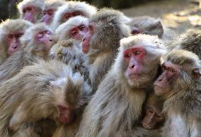 Japanese monkeys in winter