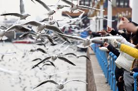 CHINA-SHANDONG-SEAGULLS (CN)