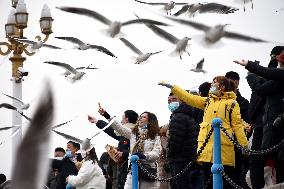 CHINA-SHANDONG-SEAGULLS (CN)