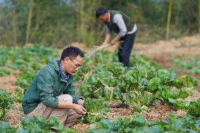 CHINA-ANHUI-FARMER-MYSTERY VEG BOX (CN)