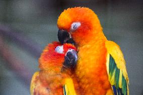 MYANMAR-YANGON-ZOO-ANIMALS