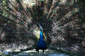 MYANMAR-YANGON-ZOO-ANIMALS