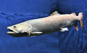 Salmon-like ray-finned fish