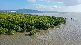 CHINA-GUANGDONG-SHENZHEN-WORLD WETLANDS DAY (CN)