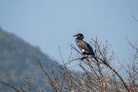 NEPAL-KATHMANDU-WORLD WETLANDS DAY