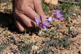 MIDEAST-NABLUS-SAFFRON-CULTIVATION