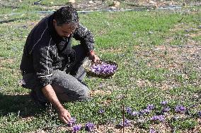 MIDEAST-NABLUS-SAFFRON-CULTIVATION