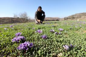 MIDEAST-NABLUS-SAFFRON-CULTIVATION