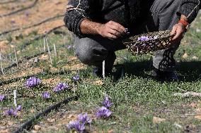 MIDEAST-NABLUS-SAFFRON-CULTIVATION