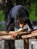 CHINA-YUNNAN-KUNMING-LANTERN FESTIVAL-ANIMALS-FOOD (CN)