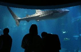 Whale shark at Osaka aquarium