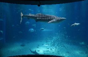 Whale shark at Osaka aquarium