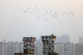 EGYPT-CAIRO-PIGEON RAISING