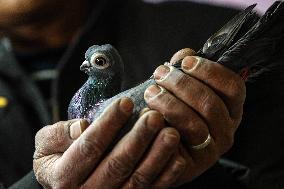 EGYPT-CAIRO-PIGEON RAISING