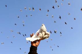 EGYPT-CAIRO-PIGEON RAISING