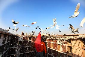 EGYPT-CAIRO-PIGEON RAISING