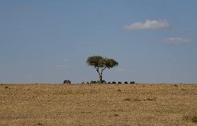 KENYA-LAIKIPIA-OL PEJETA CONSERVANCY