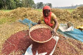 INDIA-ASSAM-NAGAON-MUSTARD HARVEST