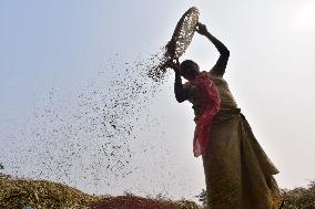 INDIA-ASSAM-NAGAON-MUSTARD HARVEST