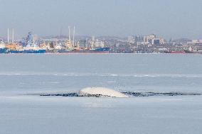 RUSSIA-VLADIVOSTOK-BELUGA