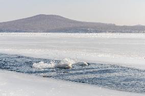 RUSSIA-VLADIVOSTOK-BELUGA