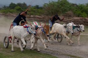 INDONESIA-CENTRAL SULAWESI-TRADITIONAL COW CART-RACE