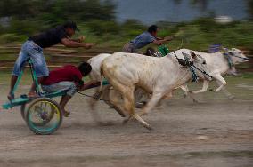 INDONESIA-CENTRAL SULAWESI-TRADITIONAL COW CART-RACE