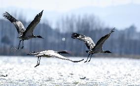 CHINA-GUIZHOU-WEINING-CAOHAI NATIONAL NATURE RESERVE-MIGRANT BIRDS (CN)