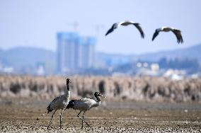 CHINA-GUIZHOU-WEINING-CAOHAI NATIONAL NATURE RESERVE-MIGRANT BIRDS (CN)