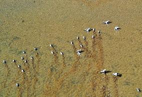 CHINA-GUIZHOU-WEINING-CAOHAI NATIONAL NATURE RESERVE-MIGRANT BIRDS (CN)